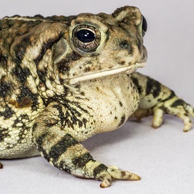 Straighttoad_3's profile picture. 