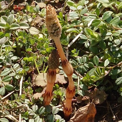 好きな寿司ネタは鰤トロです。好きめがSSはリンクから。読んでくれると泣いて喜びます。