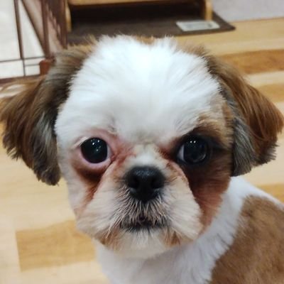 九州の片隅で公務員やってるおっさん。日本酒、ドライブ、永ちゃんが好き✨ 無言フォロー失礼します&歓迎です😃
埼玉西武ライオンズを応援してます🦁
チワックス2匹、シーズー1匹おります🐶
のんべぇ隊No.89🍶