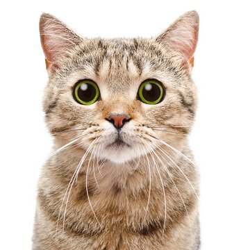 JohnOpaluwa4's profile picture. 