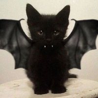 필리 (@pilli_tr) 's Twitter Profile