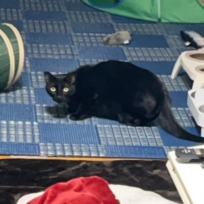 ウルフくんさんのプロフィール画像