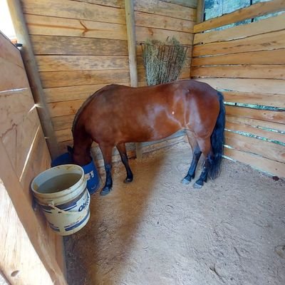 CVillalulu's profile picture. Amazona Preinfantil-Maria Paz Gutierrez J. Ejemplares.Esfinge del Silencio, Habano del Lomo-Esfuerzate y se Valiente, Dios, Amor y Disciplina.👧🏽🐴🎗