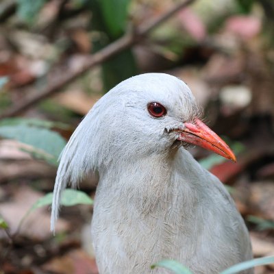 Travelling birder with camera, sound recorder, sketchpad. Wildlife and wild places.