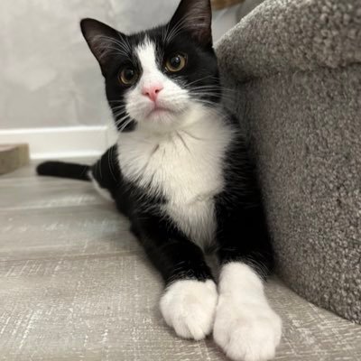 11month old semi-long haired tuxedo rescue kitten 😸 little brother to @cat_cedric