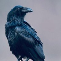 Raven ᛟ ᛏ ᛋ(@Corvid_Brah) 's Twitter Profile Photo