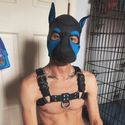 NSFW / 18+ only | taken and happy | showing off my goods and stuff that makes me horny #gaypup #gay #humanpup #kink #pissfag #spitfetish #gear