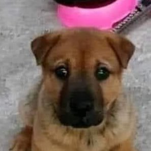 honeymoonllll's profile picture. solve et coagula