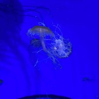 九十(クオ),有罪㌠,ケイ様,華宮なみ,専用注意垢 (@kisamayurusahen) Twitter profile photo