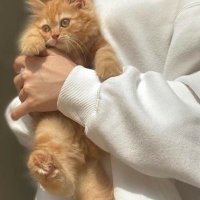 ynd (@sfrynd) 's Twitter Profile