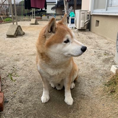 どうも。社畜の中の社畜です。