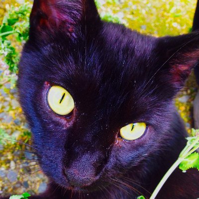 magda20456's profile picture. WomanXX, Bog Hag, Sick of misleading media outlets, institutional and educational capture, and people lying about everything. 

It's cruel to "be kind".