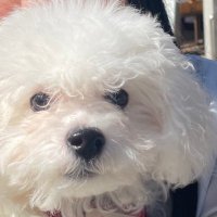白いふわふわ (@whitedogchan) 's Twitter Profile Photo 白いふわふわ (@whitedogchan) 's Twitter Profile Photo