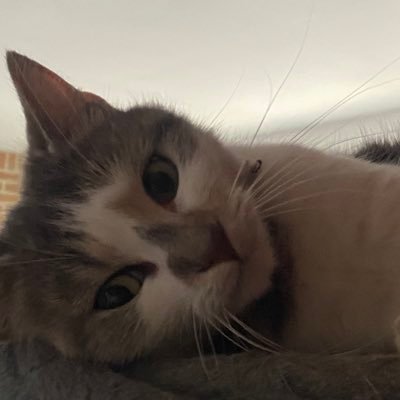 akunohanaaa's profile picture. 