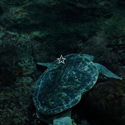 MOCHA0771's profile picture. 