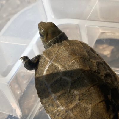 ykjuzshinogara4's profile picture. 飼育している生き物や採集中の様子などをのんびりツイート🥳ヤフオクでクワガタなどを細々と出品中…お気軽にフォローしてください☺️また無言フォロー大変失礼します！ 【アズマヒキガエル🐸×3 ニホンイシガメ🐢×4 国産流金、国産クワカブ多数】←飼育しています！