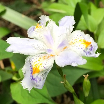 crescent_met's profile picture. 理数B2 幾何幾何幾何幾何