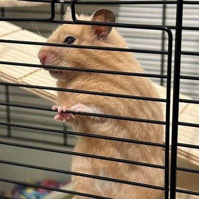 THESTRANDEDCOM1's profile picture. WAITING