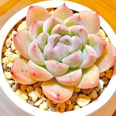 ta29tarou3's profile picture. 多肉植物大好きな北陸の民✧お手製の陶磁器鉢を作って多肉植物用の鉢を研究中🌵 たまに猫の写真🐈