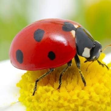 canbe369's profile picture. 😇😇😇😇