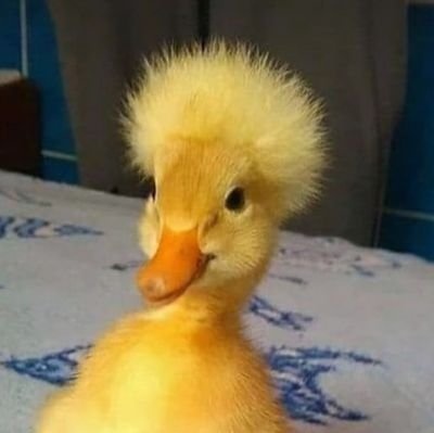Nott_the_duck's profile picture. 