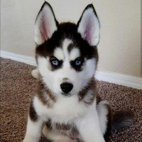 Jason Corona (@jasoncoron64497) 's Twitter Profile