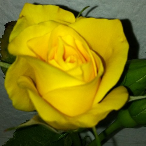 JungsBerlin's profile picture. 