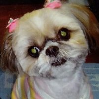 ムクしゃん (@13543mthm522) 's Twitter Profile