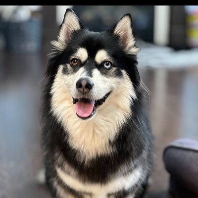 zeusthepomsky Profile Picture