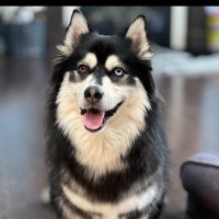 Zeus the Pomsky(@zeusthepomsky) 's Twitter Profile Photo