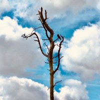 Baumann (@c_baumann_) 's Twitter Profile