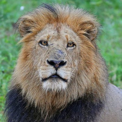 Seguimiento de leones, leopardos, guepardos y otros.
Contenido didáctico y curiosidades sobre animales.
Canal de youtube: https://t.co/iI49eXvKN6