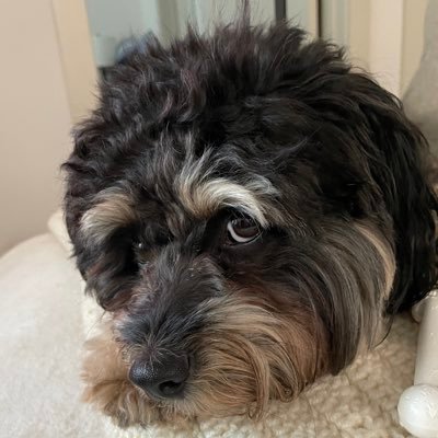 hoban_ann's profile picture. SLP, mom, wife and friend.