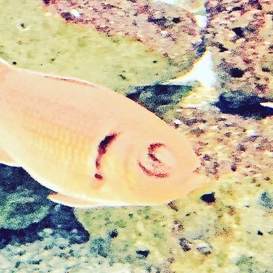 xcxily2's profile picture. SLAY