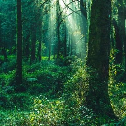 Woodsisin's profile picture. 