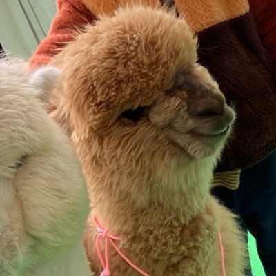 juuchama's profile picture. 夫(中学教員)が在外教育施設受験予定 情報収集させてください📝 無言フォロー失礼します&SNS初心者🔰のため失礼があったらごめんなさい🙇‍♀️ 子2人(R4&R1)