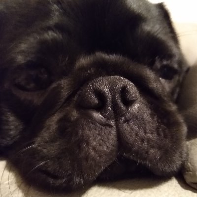 KumathePug555 Profile Picture