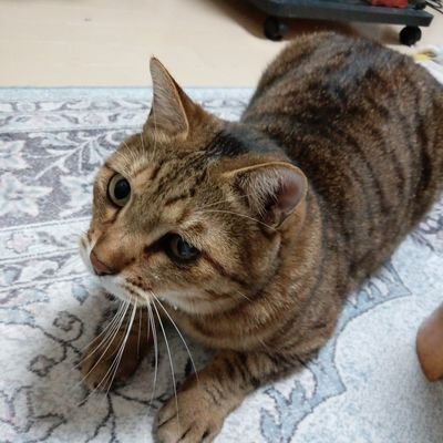 tansuikabutu000's profile picture. 改憲発議に反対する人を増やしたい。まだ知らない方へ広めようとしています。
れいわフレンズ。
DMはしません。