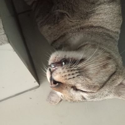 BuyKeriyng42636's profile picture. 