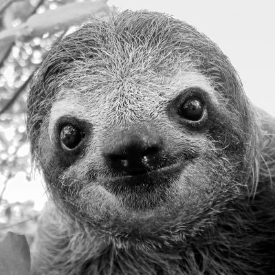 SlothsAsmr Profile Picture