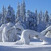 BabliSingh1328's profile picture. NYAN🔫😼zeek