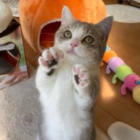 えぽん (@eponnosukesabro) 's Twitter Profile
