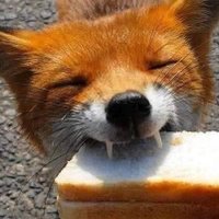 🌱🌾Chee🍂🌿 (@kingcheetahz) 's Twitter Profile