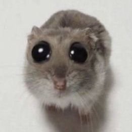 NikkiLaner'sさんのプロフィール画像