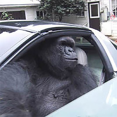 i'm a gorilla in a fuckin' coupe, finna pull up to the zoo $GIAC