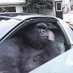 Gorilla in a coupe (@giac_eth) Twitter profile photo