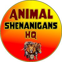 AnimalShenanigansHQ(@AnimalAnticsHQ) 's Twitter Profile Photo