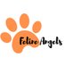 Feline Angels (@felineangels24) Twitter profile photo