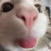 Not dynamite but dinomite (@mylittledinodis) Twitter profile photo Not dynamite but dinomite (@mylittledinodis) Twitter profile photo