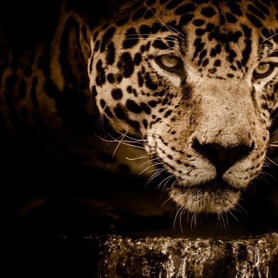 400Ftype's profile picture. 新たな車を求めて...